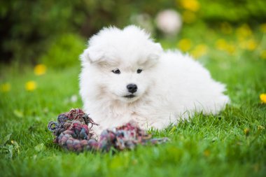 Yumuşak beyaz Samoyed yavru köpeği oyuncakla oynuyor.