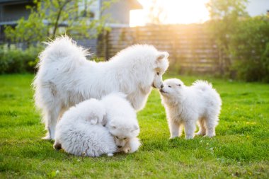 Güzel bir aile Samoyed köpeği ve yavru köpekleri