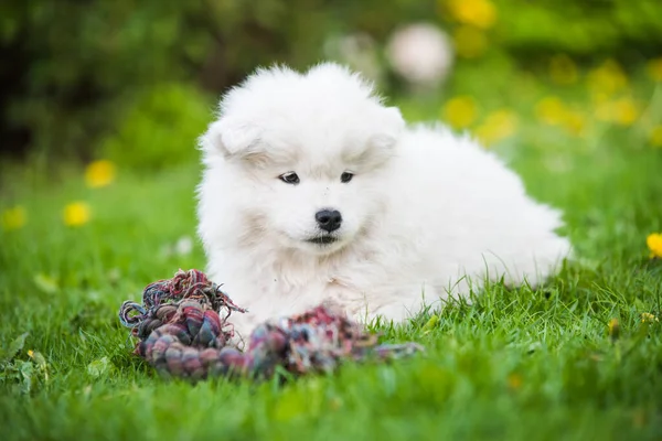 Yumuşak beyaz Samoyed yavru köpeği oyuncakla oynuyor. — Stok fotoğraf