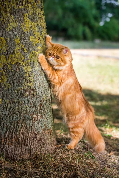 Персидская красная кошка точит когти на дереве — стоковое фото