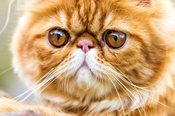 Rote Persische Katze Porträt mit großen orangen runden Augen — Stockfoto