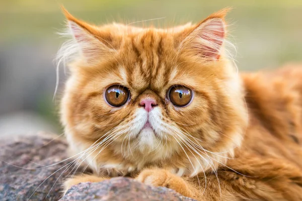 Portrait de chat persan rouge avec de grands yeux ronds orange — Photo