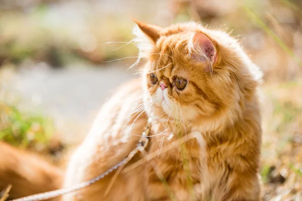 Gato vermelho persa Retrato com uma trela andando no quintal. — Fotografia de Stock