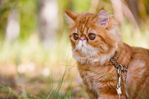 Портрет червоної перської кішки з попелом на подвір "ї.. — стокове фото