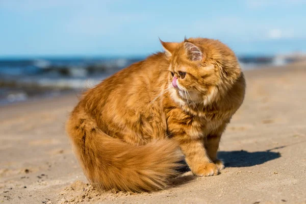 Gato persa rojo está sentado en la playa del mar Báltico — Foto de Stock