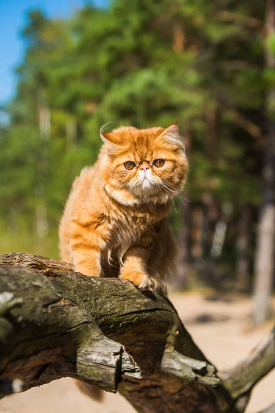Красная персидская кошка сидит на пляже Балтийского моря — стоковое фото