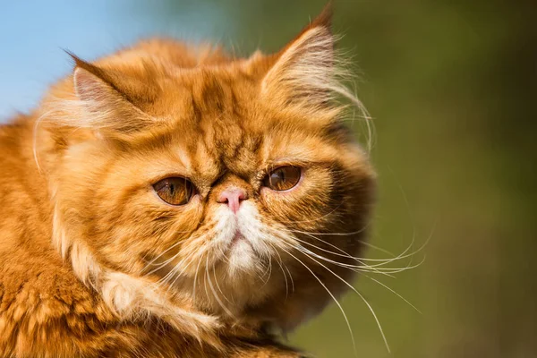 Portrait de chat persan rouge avec de gros yeux orange — Photo