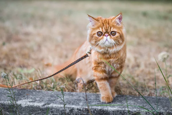 Червоний перський кіт з попелом на подвір "ї.. — стокове фото