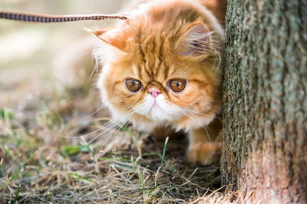 Gato persa rojo Retrato con correa paseando por el parque — Foto de Stock