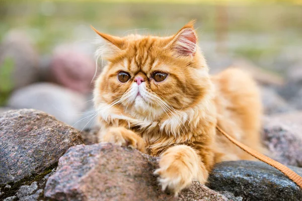 Joven lindo gato persa rojo Retrato caminando en el parque — Foto de Stock