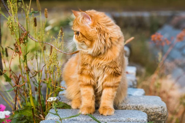 젊고 귀여운 붉은 페르시아 고양이 상 이 공원을 걷고 있다 — 스톡 사진