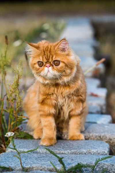 Joven lindo gato persa rojo Retrato caminando en el parque — Foto de Stock