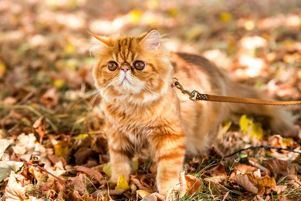 Rote Perserkatze mit Leine läuft im Hof. — Stockfoto