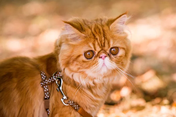 Bahçede yürüyen tasmalı kırmızı İran kedisi.. — Stok fotoğraf