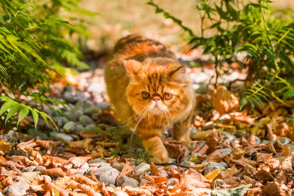 Rote Perserkatze im Herbst Hintergrund mit gefallenen trockenen Blättern — Stockfoto