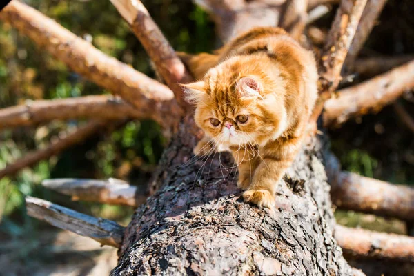 Gato persa rojo trepando y sentado en el árbol —  Fotos de Stock