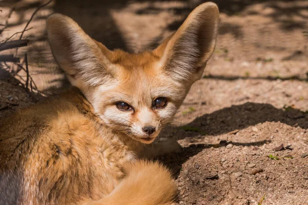 Fennec fox or desert fox close up, cute little fox sleeping curled