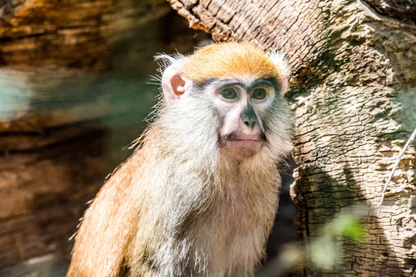 Barbary ape side view. Animal monkey