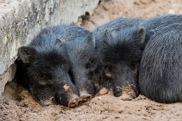 Babi hutan kecil berbaring dan tidur di atas pasir — Stok Foto