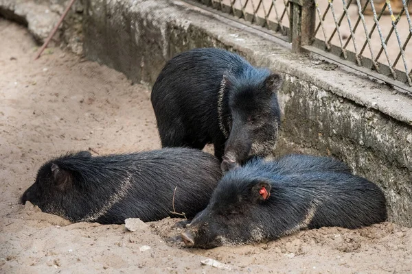 Babi hutan kecil berbaring dan tidur di atas pasir — Stok Foto