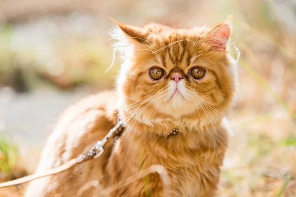 Divertido gato persa rojo Retrato con una correa caminando en el patio. — Foto de Stock