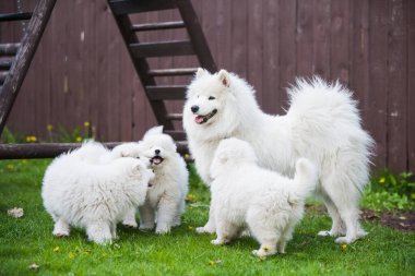 Dişi Samoyed köpeği ve köpek yavruları çimenlerde yürüyor.