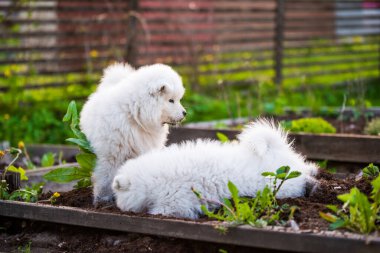 Komik tüylü beyaz Samoyed köpekleri oynuyor
