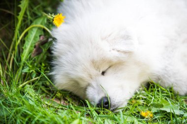 Komik Samoyed yavru köpeği bahçede uyuyor.