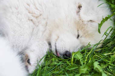 Komik Samoyed yavru köpeği bahçede uyuyor.