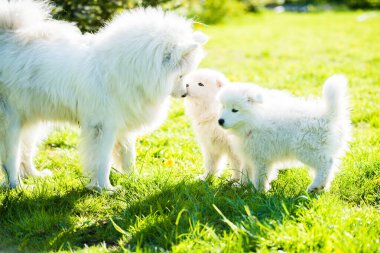 Dişi Samoyed köpeği ve köpek yavruları çimenlerde yürüyor.