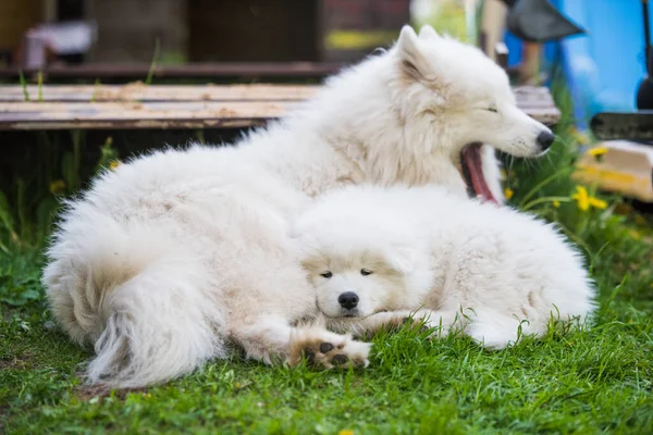 Samoyed valp och mamma hund om sover — Stockfoto