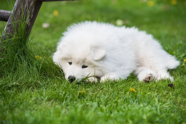 Komik Samoyed yavru köpeği bahçede uyuyor. — Stok fotoğraf