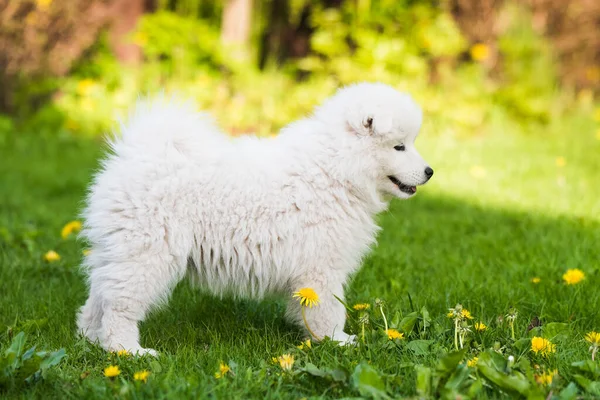 Αξιολάτρευτο samoyed παιχνίδι κουτάβι στο γκαζόν — Φωτογραφία Αρχείου