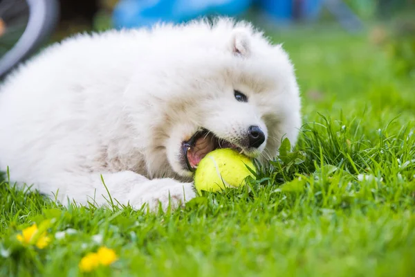 Cão de cachorro branco Samoyed brincando com uma bola de tênis — Fotografia de Stock
