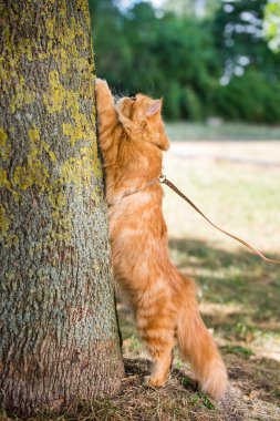 Pers kırmızı kedisi pençelerini ağaca karşı keskinleştirir