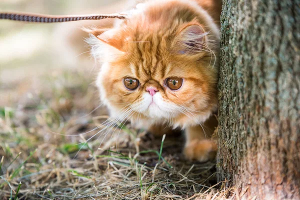 Divertido gato persa rojo Retrato con una correa caminando por el parque — Foto de Stock