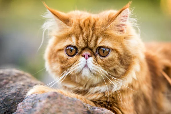 Retrato de gato persa rojo con grandes ojos redondos naranjas — Foto de Stock