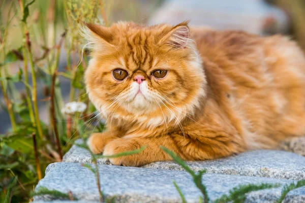 Divertido joven lindo rojo persa gato retrato caminando en el parque — Foto de Stock