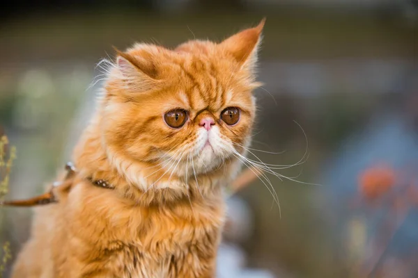 Gato persa rojo Retrato con grandes ojos redondos naranjas — Foto de Stock