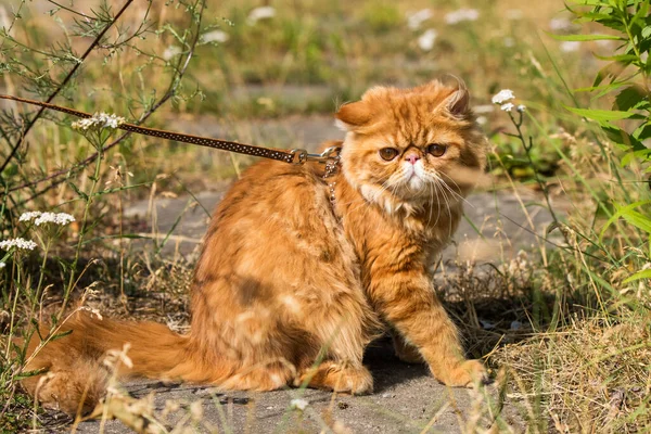 Funny Red Persian Cat Portrait mit einer Leine zu Fuß in den Hof. — Stockfoto