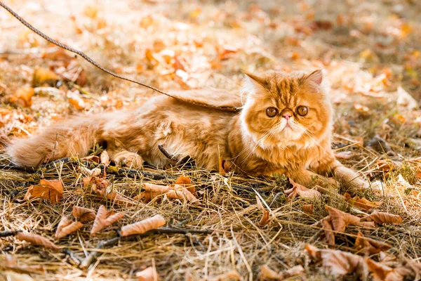Gracioso gato persa rojo con una correa caminando en el patio. — Foto de Stock