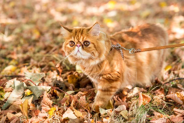 Rote Perserkatze mit Leine läuft im Hof. — Stockfoto