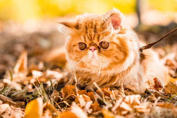 Gato persa rojo con una correa caminando en el patio. —  Fotos de Stock