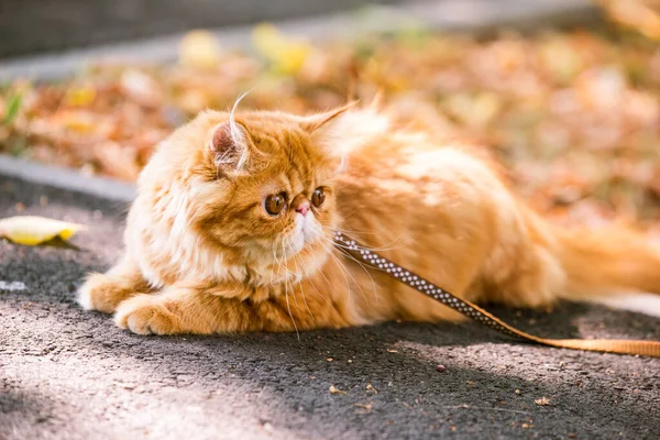 Rolig röd persisk katt med koppel går på gården. — Stockfoto