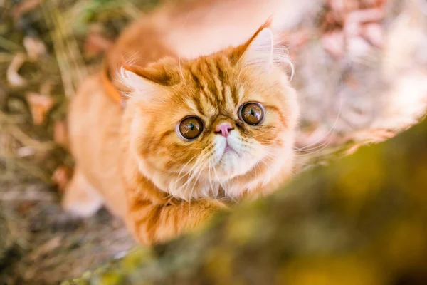 Gato rojo persa agudiza sus garras contra el árbol — Foto de Stock