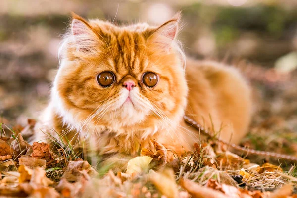Gato persa rojo con una correa caminando en el patio. —  Fotos de Stock