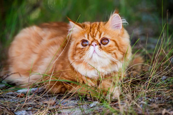 Дивний червоний перський кіт ходить по лісовій траві. — стокове фото