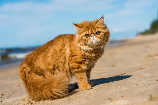 Red gato persa está sentado na praia do mar Báltico — Fotografia de Stock