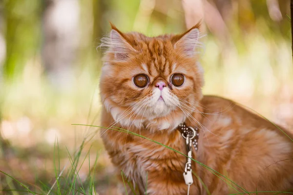 Rolig röd persisk katt Porträtt med koppel på gården. — Stockfoto