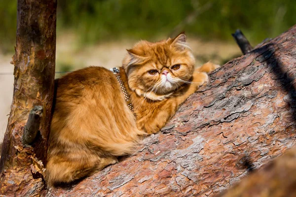 Chat persan rouge grimpant et assis sur l'arbre — Photo
